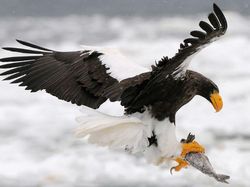 Potret 10 Elang Raksasa yang Masih Ada di Dunia