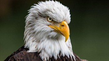 Di rangking 3 besar ada American Bald Eagle (Haliaeetus leucocephalus). Elang ini sebenarnya tidak botak, tapi bulu kepalanya putih sehingga dari kejauhan seperti botak. Inilah hewan nasional Amerika yang ikonik. Berat rata-ratanya adalah 7,5 kg dan rentang sayap 2,5 meter. Foto: Safari Africana