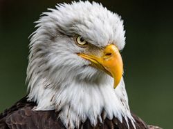 Potret 10 Elang Raksasa yang Masih Ada di Dunia