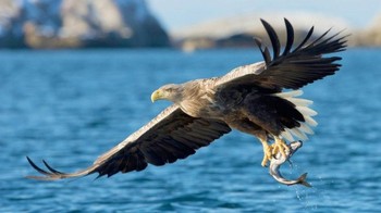 Di rangking 4 ada Elang Ekor Putih (Haliaeetus albicilla) Ukuran rata-rata adalah berat 5 kg dan rentang sayap 2,4 meter dan jadi elang terbesar di Eropa. Dia tersebar di Eropa, Rusia sampai pegunungan di utara Jepang. Foto: Safari Africana