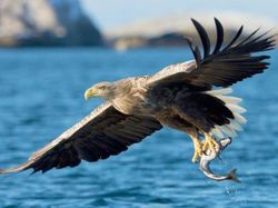 Potret 10 Elang Raksasa yang Masih Ada di Dunia