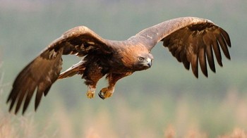 Rangking 5 ada Elang Emas (Aquila chrysaetos). Beratnya rata-rata 6,4 kg dan rentang sayap 2,3 meter. Elang ini tersebar di Amerika Utara, Eropa, Asia sampai Afrika Utara dan menjadi burung nasional Meksiko. Elang ini bisa memangsa mamalia seukuran anjing coyote dan kijang pronghorn. Foto: Safari Africana