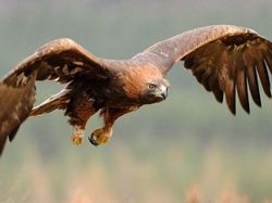 Potret 10 Elang Raksasa yang Masih Ada di Dunia