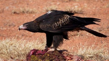 Rangking 6 ada Elang Bunjil Australia (Aquila audax) ini memiliki ekor seperti bentuk pasak (wedge). Dia tersebar di wilayah pegunungan, hutan dan padang rumput terbuka di Australia. Berat rata-rata 5,3 kg dan rentang sayap 2,3 meter dan jadi burung pemangsa terbesar di Benua Kanguru. Foto: Safari Africana