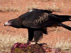 Potret 10 Elang Raksasa yang Masih Ada di Dunia