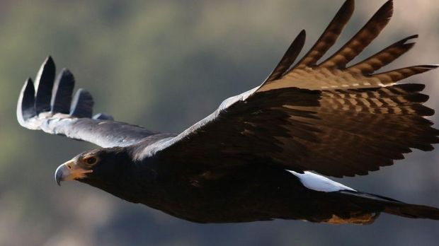 Las 10 águilas más grandes del mundo