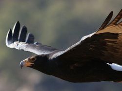 Potret 10 Elang Raksasa yang Masih Ada di Dunia