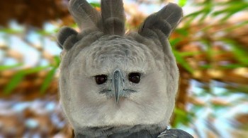 Rangking 8 ada Elang Harpy (Harpia harpyja), rata-rata beratnya 9 kg dan rentang sayap 2 meter. Namun, burung nasional Panama ini memang pernah ditemukan dalam ukuran sebesar manusia sampai viral di medsos. Namun secara rata-rata, ia tidak sampai sebesar itu. Foto: Safari Africana