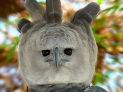 Potret 10 Elang Raksasa yang Masih Ada di Dunia