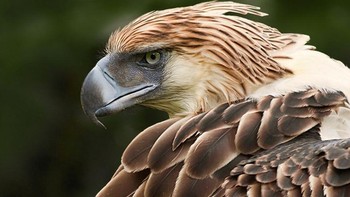 Rangking 9 ada Elang Filipina (Pithecophaga jefferyi). Julukannya elang monyet karena sanggup memangsa monyet saking besarnya. Hewan langka ini ada di 4 pulau di Filipina. Berat rata-ratanya 8 kg, rentang sayap 2 meter. Foto: Safari Africana