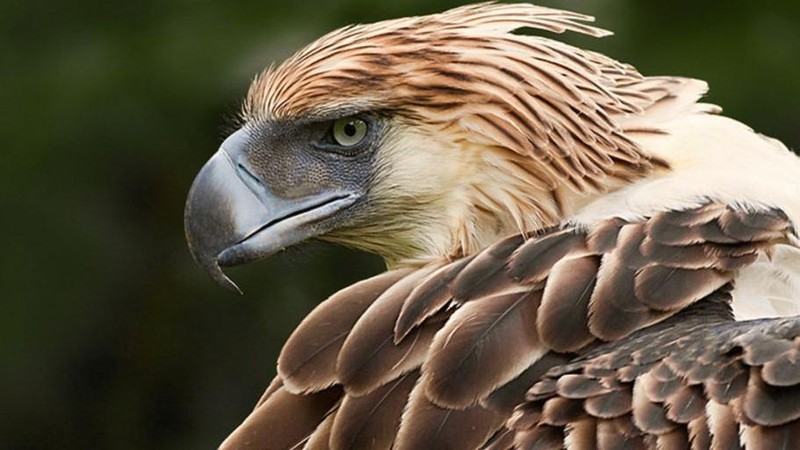 10 Elang Terbesar di Dunia