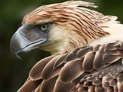 Potret 10 Elang Raksasa yang Masih Ada di Dunia