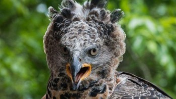 Rangking 10 ada Elang Mahkota Afrika (Stephanoaetus coronatus). Beratnya rata-rata 4,7 kg, dengan rentang sayap 2 meter. Mereka bisa berburu mangsa 4 kali berat badannya seperti monyet Afrika, ular, monggose dan anak antelope. Foto: Safari Africana