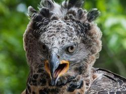 Potret 10 Elang Raksasa yang Masih Ada di Dunia