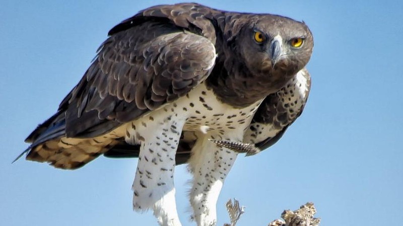 10 Elang Terbesar di Dunia