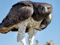 Potret 10 Elang Raksasa yang Masih Ada di Dunia