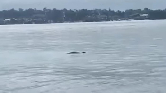 Buaya muncul di pesisir laut Berau, Kaltim.