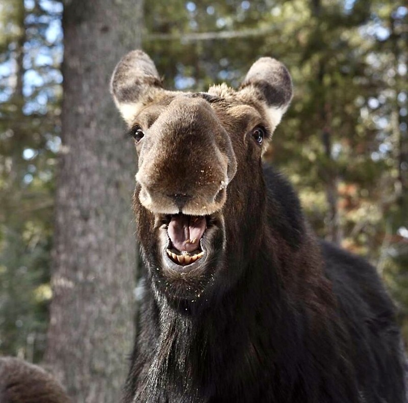 Comedy Wildlife Photography Awards 2022