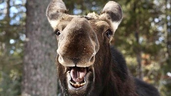 Karya Kerry Singleton. Foto: Comedy Wildlife Photography Awards 2022