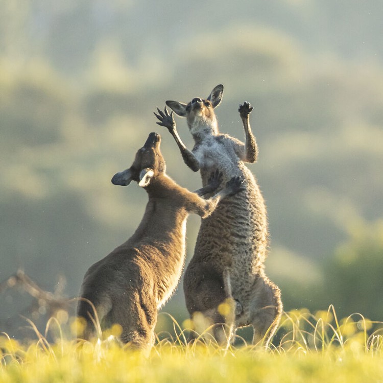 Comedy Wildlife Photography Awards 2022