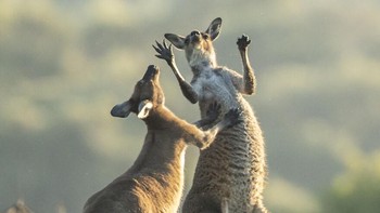 Karya Lea Scaddan. Foto: Comedy Wildlife Photography Awards 2022