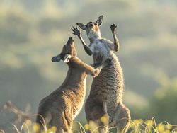 Siap-siap Ngakak! Ini Finalis Comedy Wildlife Photography Awards Terlucu