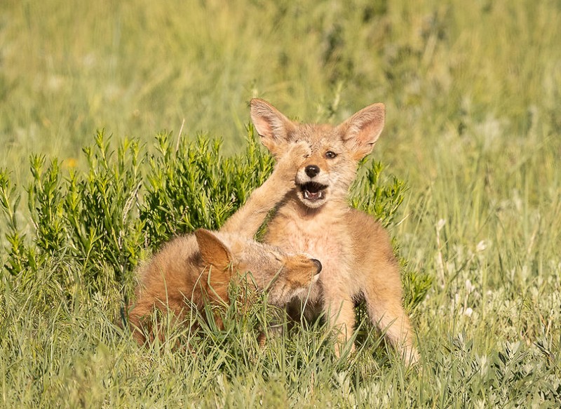 Comedy Wildlife Photography Awards 2022