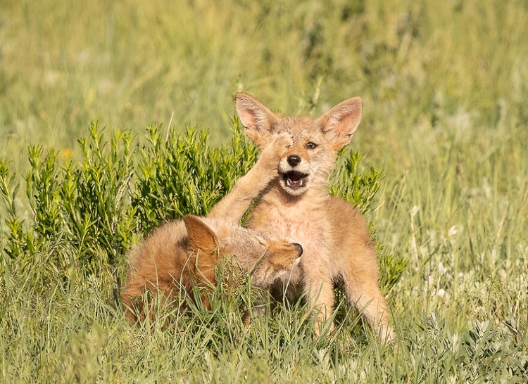 Comedy Wildlife Photography Awards 2022 Comedy Wildlife Photography Awards 2022