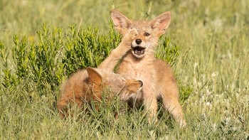 Karya Deena Sveinsson. Foto: Comedy Wildlife Photography Awards 2022