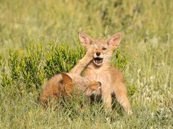 Siap-siap Ngakak! Ini Finalis Comedy Wildlife Photography Awards Terlucu