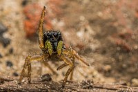 Comedy Wildlife Photography Awards 2022