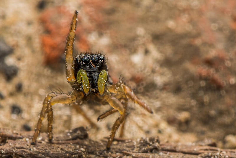 Comedy Wildlife Photography Awards 2022