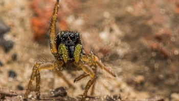 Laba-laba menari tango karya Tiffany Heymans. Foto: Comedy Wildlife Photography Awards 2022