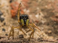 Siap-siap Ngakak! Ini Finalis Comedy Wildlife Photography Awards Terlucu