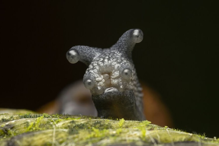 Comedy Wildlife Photography Awards 2022