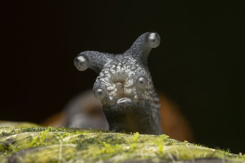 Comedy Wildlife Photography Awards 2022