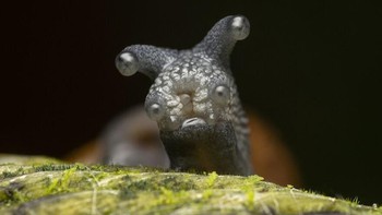 Karya PF Loke. Foto: Comedy Wildlife Photography Awards 2022