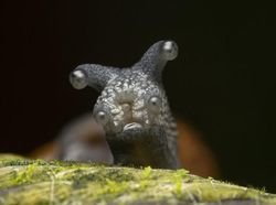 Siap-siap Ngakak! Ini Finalis Comedy Wildlife Photography Awards Terlucu