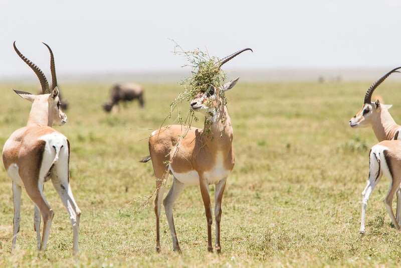 Comedy Wildlife Photography Awards 2022