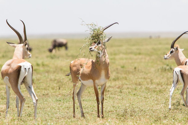 Comedy Wildlife Photography Awards 2022 Comedy Wildlife Photography Awards 2022