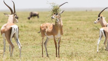 Karya Lincoln Lin. Foto: Comedy Wildlife Photography Awards