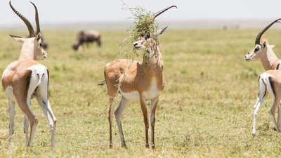 Siap-siap Ngakak! Ini Finalis Comedy Wildlife Photography Awards Terlucu