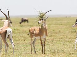 Siap-siap Ngakak! Ini Finalis Comedy Wildlife Photography Awards Terlucu