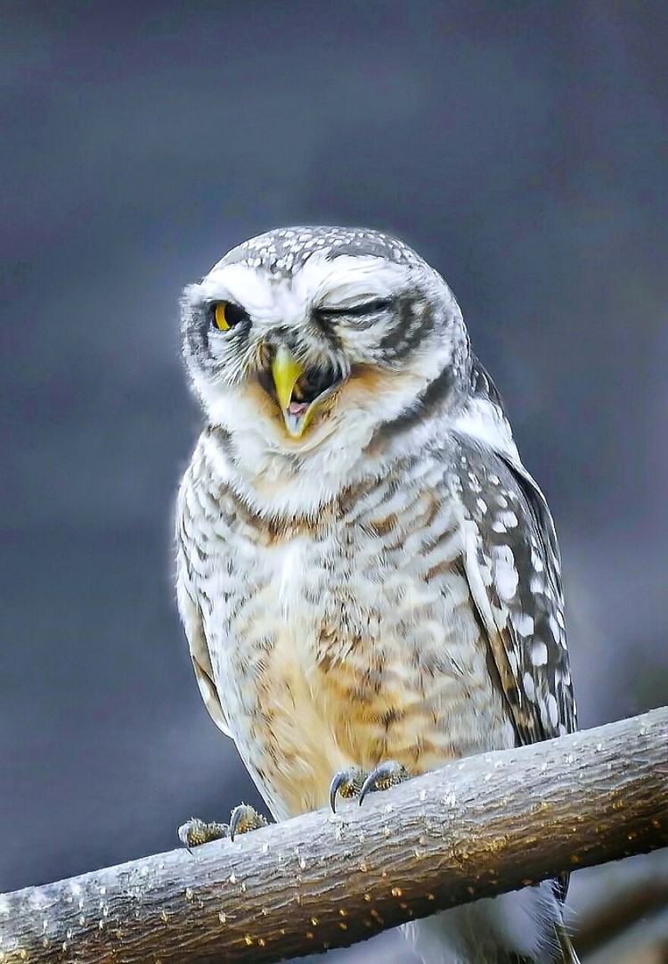 Comedy Wildlife Photography Awards 2022