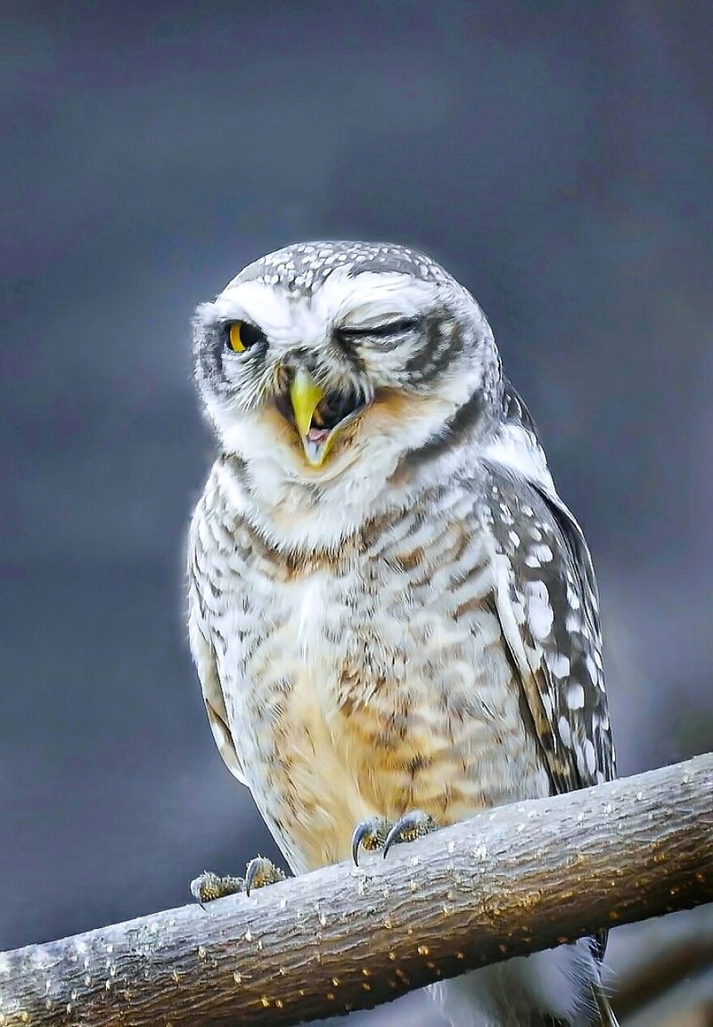 Comedy Wildlife Photography Awards 2022
