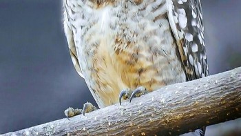 Karya Sameer Walunj. Foto: Comedy Wildlife Photography Awards
