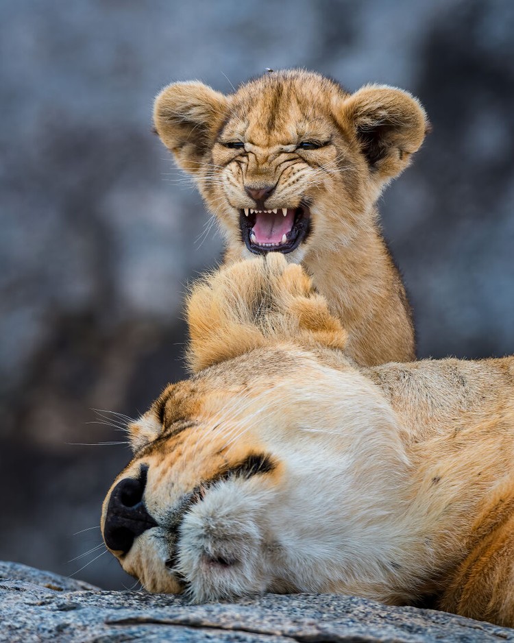 Comedy Wildlife Photography Awards 2022