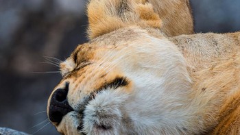 Karya Yaron Schmid. Foto: Comedy Wildlife Photography Awards