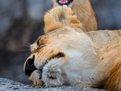 Siap-siap Ngakak! Ini Finalis Comedy Wildlife Photography Awards Terlucu