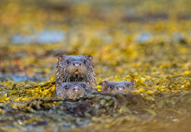 Comedy Wildlife Photography Awards 2022